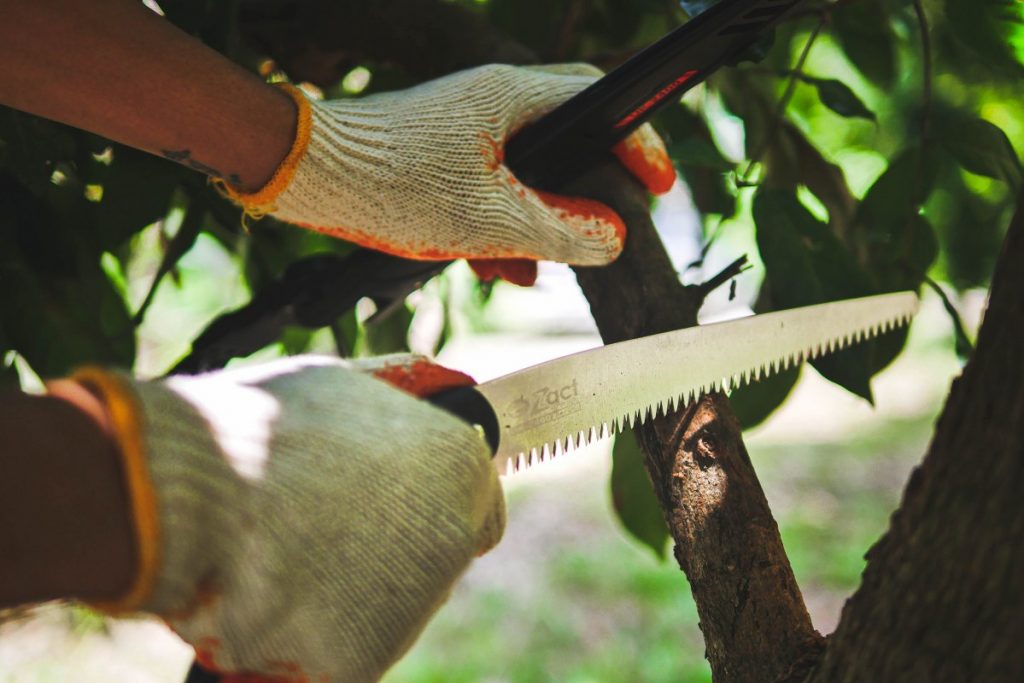 เลื่อยตัดกิ่งไม้