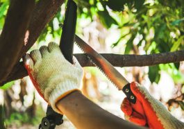 เลื่อยตัดกิ่งไม้