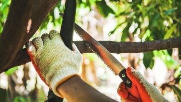 เลื่อยตัดกิ่งไม้