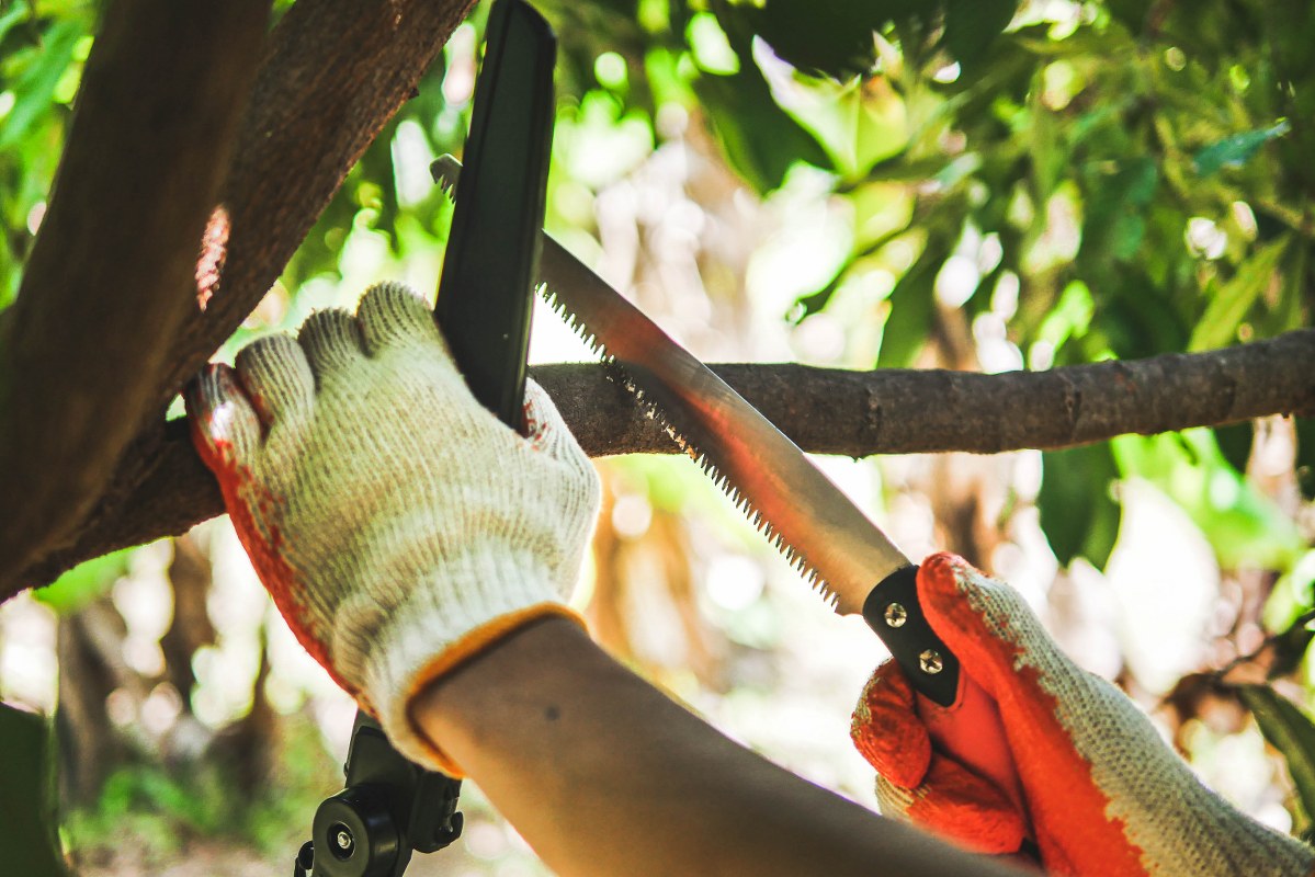 เลื่อยตัดกิ่งไม้