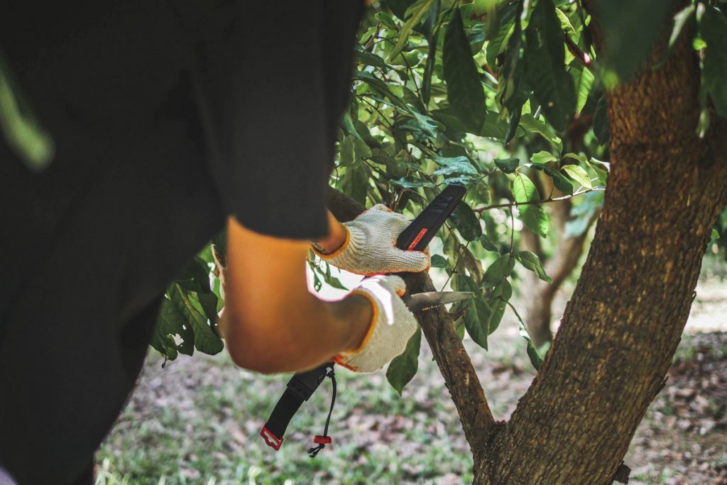 เลื่อยตัดกิ่งไม้