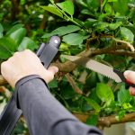 เลื่อยตัดกิ่งไม้