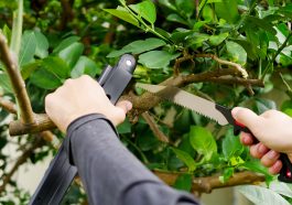 เลื่อยตัดกิ่งไม้