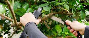 เลื่อยตัดกิ่งไม้