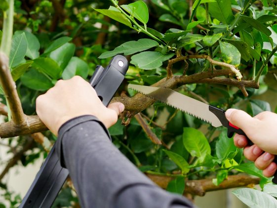 เลื่อยตัดกิ่งไม้