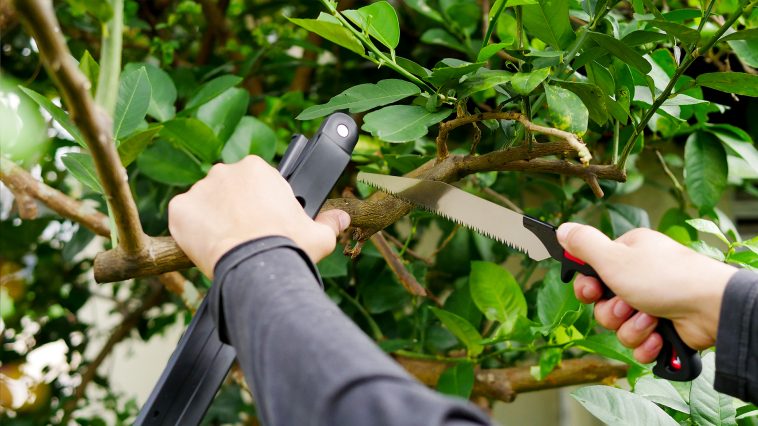 เลื่อยตัดกิ่งไม้