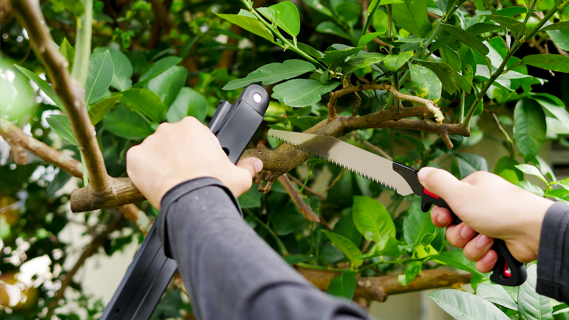 เลื่อยตัดกิ่งไม้