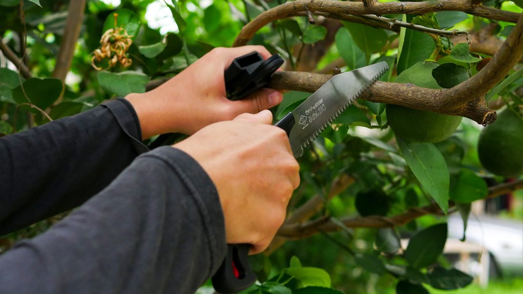 เลื่อยตัดกิ่งไม้