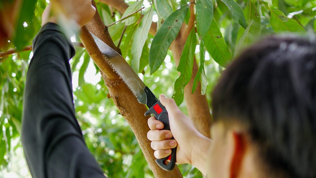 เลื่อยตัดกิ่งไม้