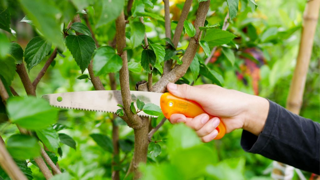 เลื่อยตัดกิ่งไม้