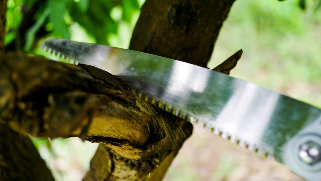 เลื่อยตัดกิ่งไม้