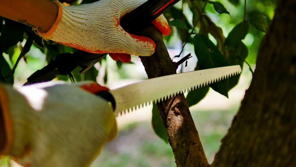 เลื่อยตัดกิ่งไม้