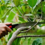 เลื่อยตัดกิ่งไม้