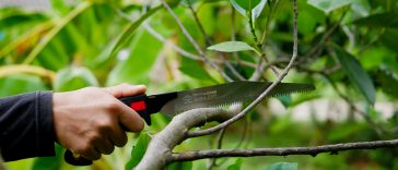 เลื่อยตัดกิ่งไม้