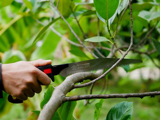 เลื่อยตัดกิ่งไม้