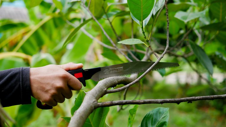 เลื่อยตัดกิ่งไม้