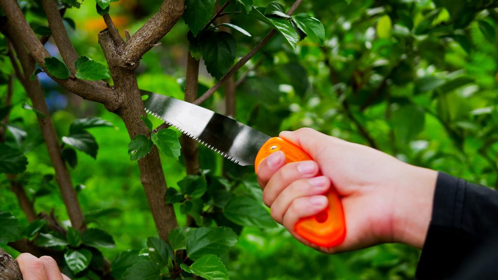 เลื่อยตัดกิ่งไม้